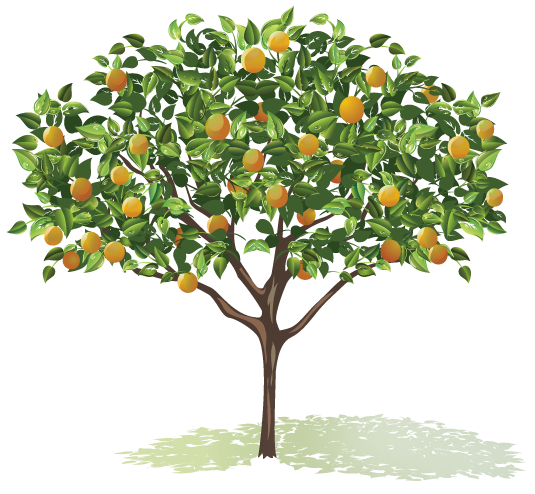саженцы плодовых деревьев в Коломне